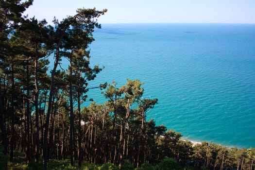 forest on the mountain near blue sea