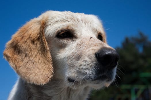 very sad homeless puppy with blue sky in background
