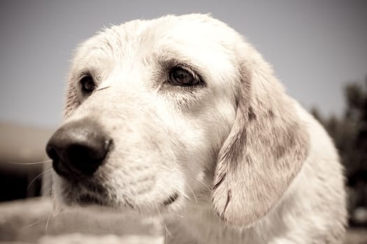 old photo of very sad homeless puppy
