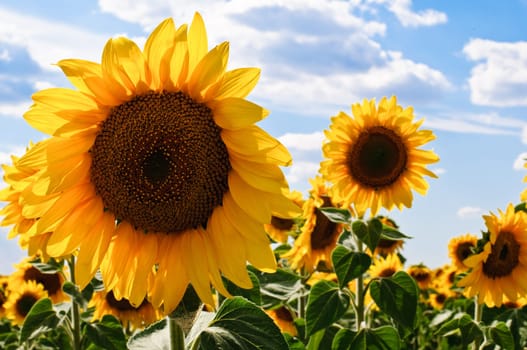 beautiful sunflower field with blue cloudy sky in background