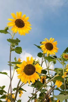beautiful sunflowers with blue cloudy sky in background