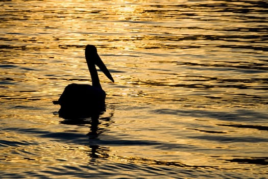 A pelican silhouetted against the reflection of the sunset in the water