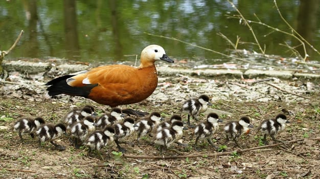 Rusty goose family