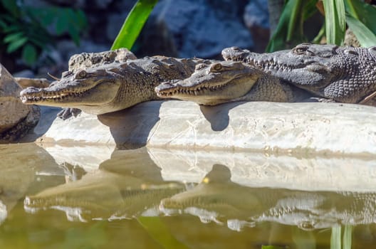 Row of crocodiles being reflected in a pool of water