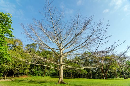Large leafless tree in a clearing in the jungle in Palenque, Mexico