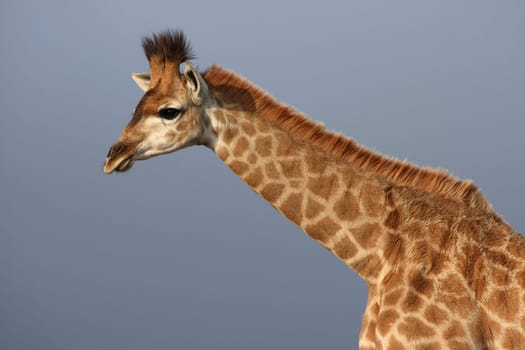 Portrait of a giraffe against a plain sky background