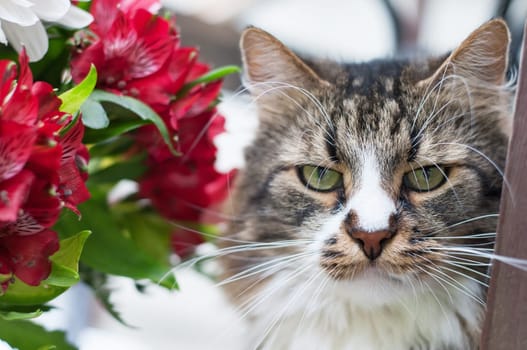 Shot of domestic cat with red flowers