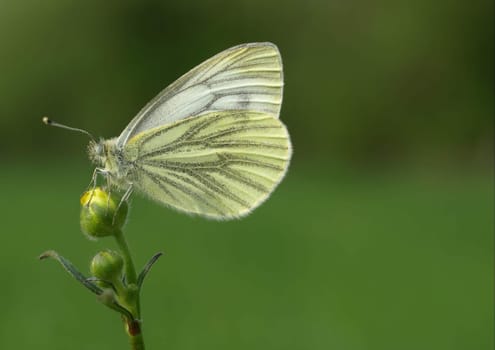 Green-veined white