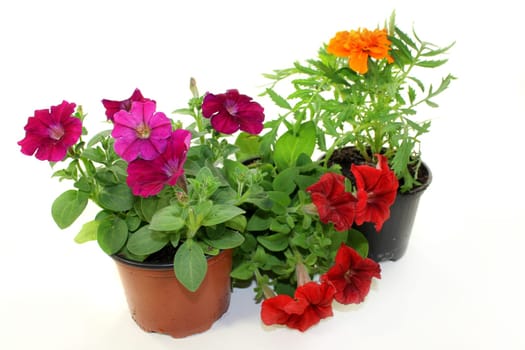 Colorful balcony plants against white background