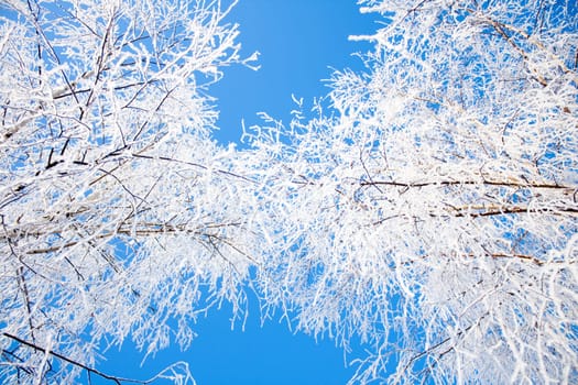 up shot of the snow covered crowns of the trees with blue sky between