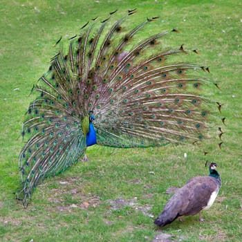 peacock with outstretched plumage with shows near peahen