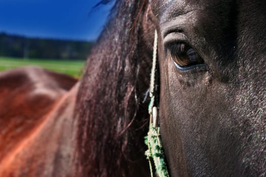 brown horse - detail of the head with a sincere look