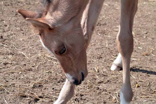 Foal