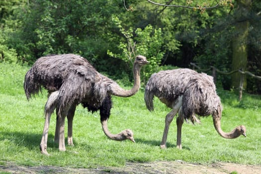 Details of three ostriches in captivity in grassland.