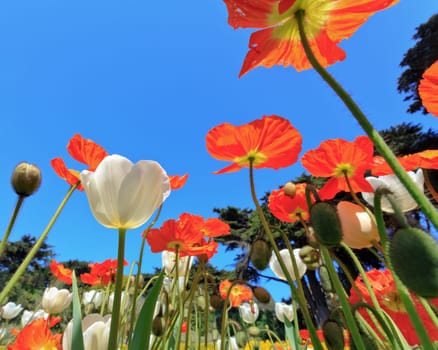 flowers