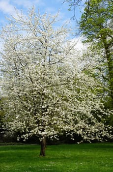 Tree in blossom dress