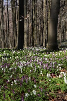 Larkspur blossom on the Bärenkopf in the Kalletal