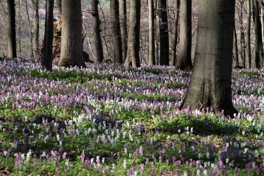 Larkspur blossom on the Bärenkopf in the Kalletal