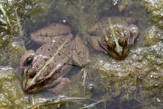 Common water frog