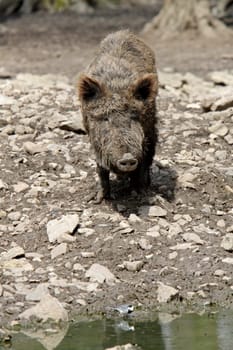 Wild boar on the wallow