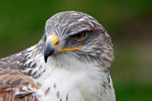 King's rough-legged buzzard