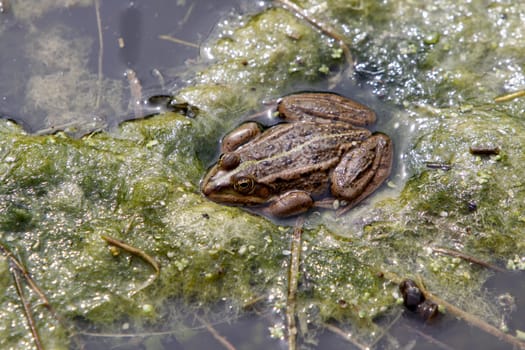 Common water frog