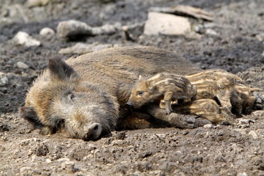 Wild boar family