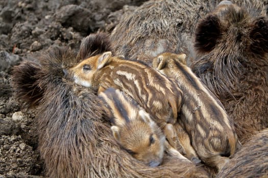 Wild boar family