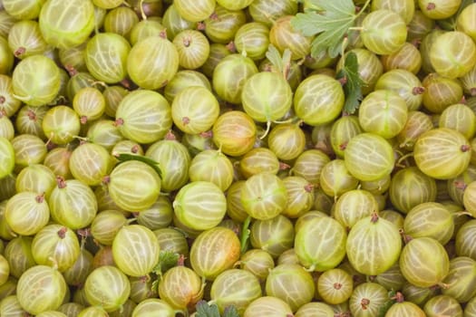 Green gooseberry closeup, fresh fruits, food background