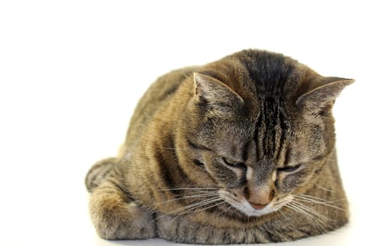 Tabby cat resting in front of white background