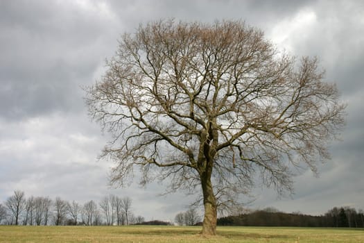 Pedunculate oak in spring