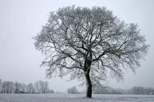 Pedunculate oak in winter