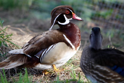 Bridal duck (drake in magnificent plumage)