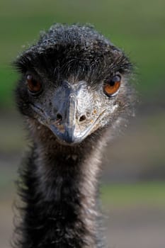 Emu