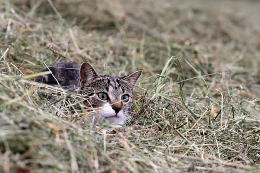 The little cat in the hay