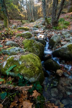 Beautiful view of a fresh flowing creek in a healthy forest.