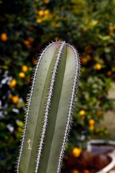 View of some cactus plant with sharp spines on the garden.