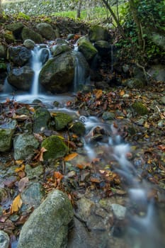 Beautiful view of a fresh flowing creek in a healthy forest.