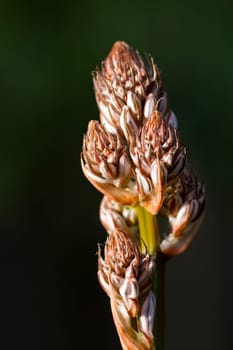 Close view detail of the beautiful wildflower asphodel.