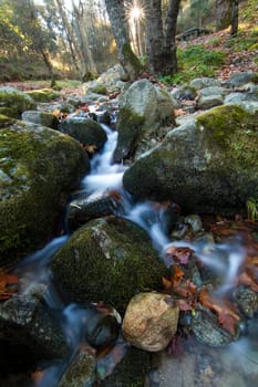 Beautiful view of a fresh flowing creek in a healthy forest.