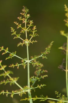 Close up view of the beautiful Fennel (foeniculum vulgare) plant.