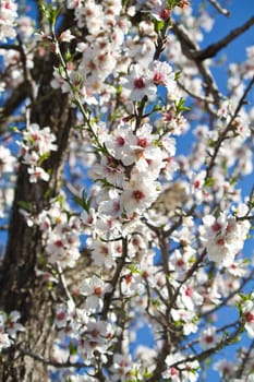 Close view detail of almond tree blossoms in the nature.