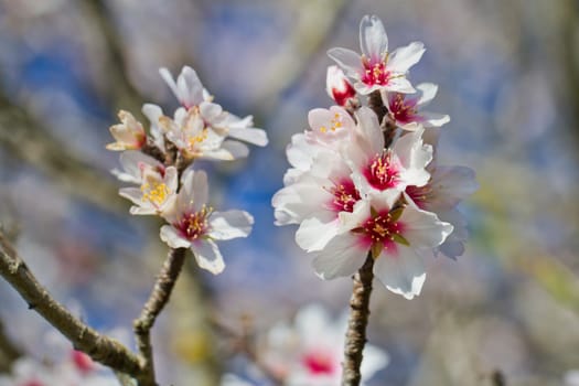 Close view detail of almond tree blossoms in the nature.