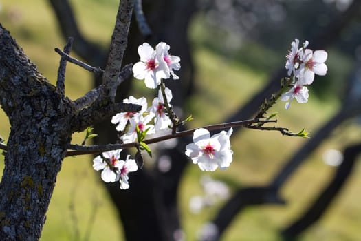 Close view detail of almond tree blossoms in the nature.