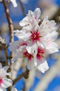 Close view detail of almond tree blossoms in the nature.