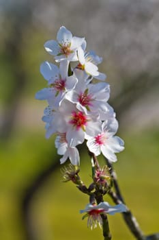 Close view detail of almond tree blossoms in the nature.