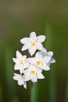 Close view detail of the beautiful paperwhite flower in nature.