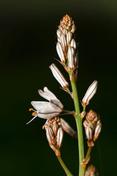Close view detail of the beautiful wildflower asphodel.