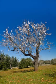 Close view detail of almond tree blossoms in the nature.
