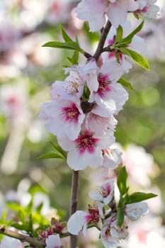 Close view detail of almond tree blossoms in the nature.